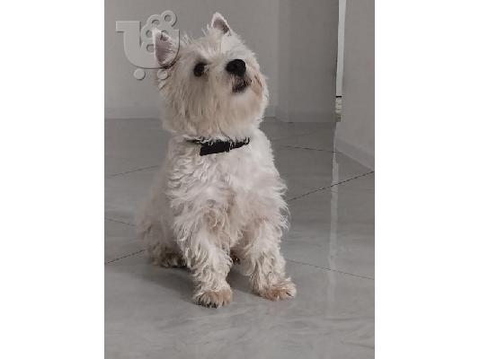Αρσενικό Westie terrier